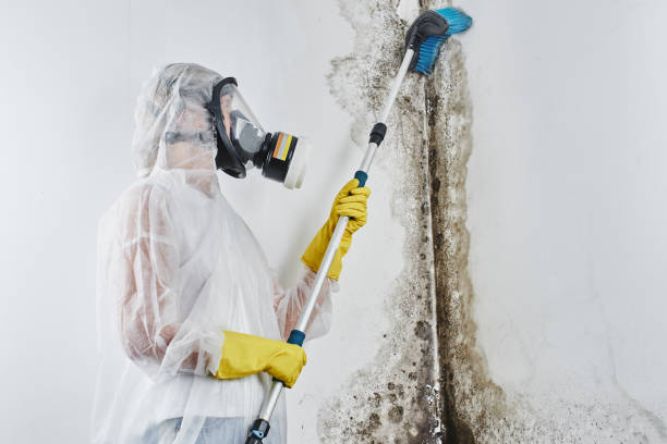 Best Certified Mold Removal  in Bodfish, CA