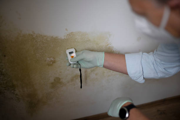 Best Black Mold Removal  in Bodfish, CA
