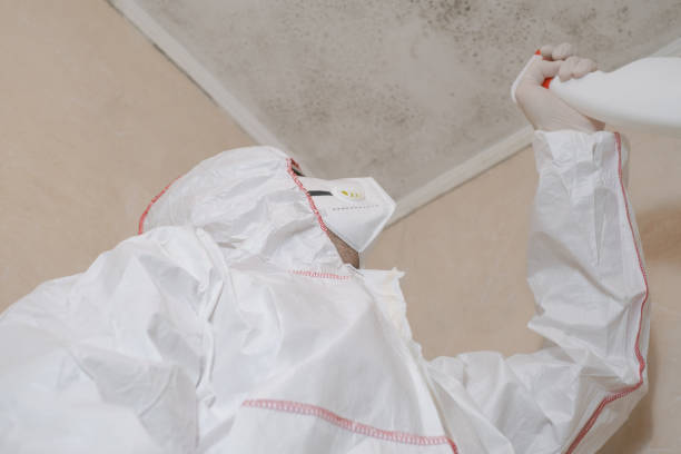 Best Best Mold Removal Companies  in Bodfish, CA