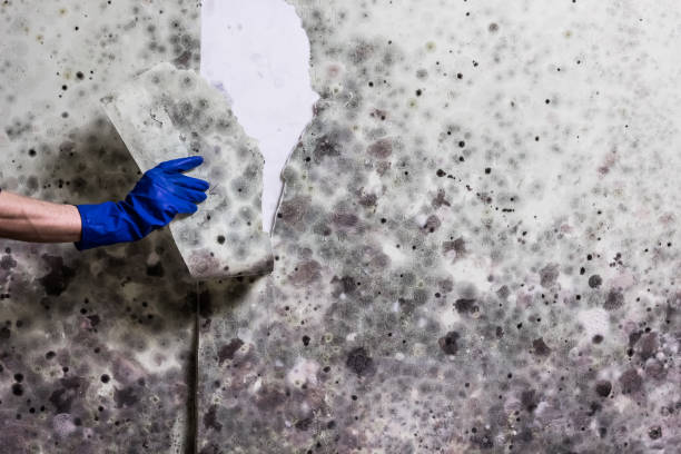 Best Same-Day Mold Removal  in Bodfish, CA
